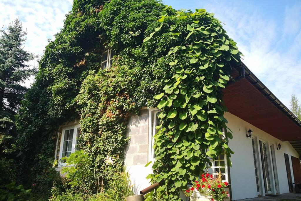 Lawenda I Bluszcz Apartment Jankowice  Exterior photo